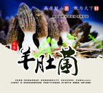 羊肚菌