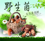 野生菌