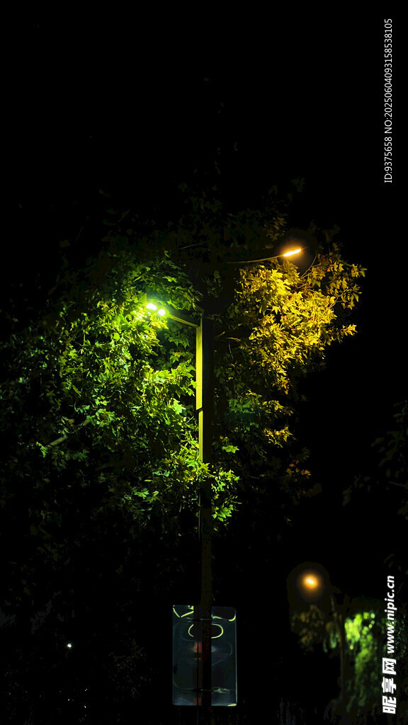 夜晚灯光下的葱郁绿植