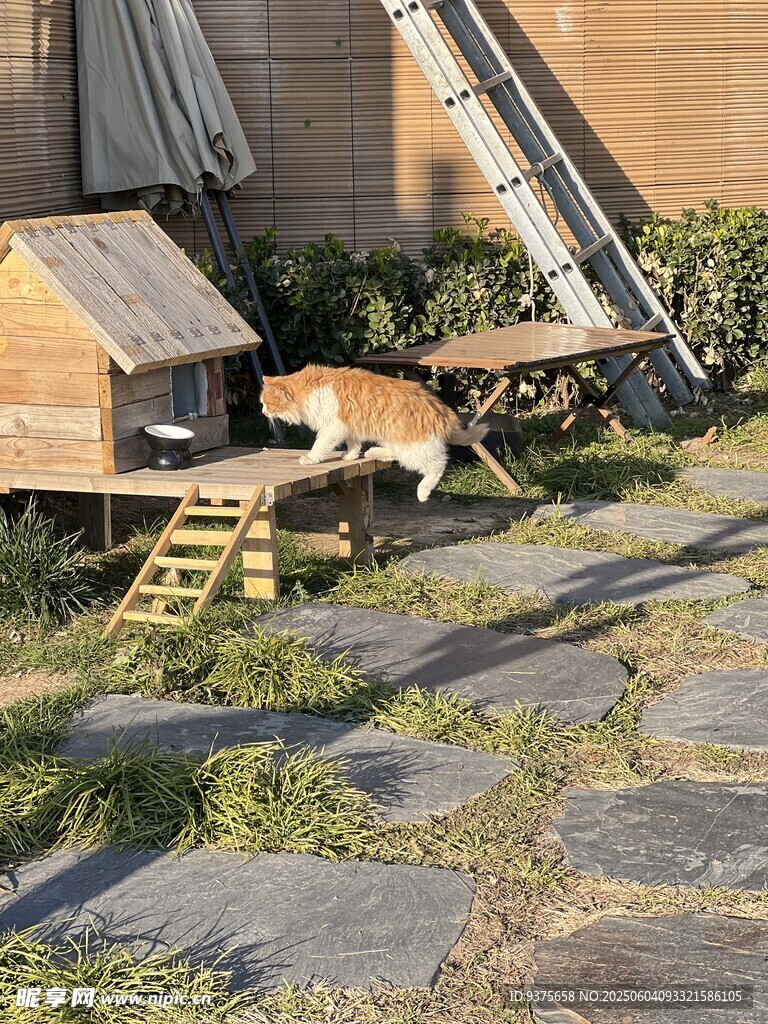 院子里的狗狗与木制小屋