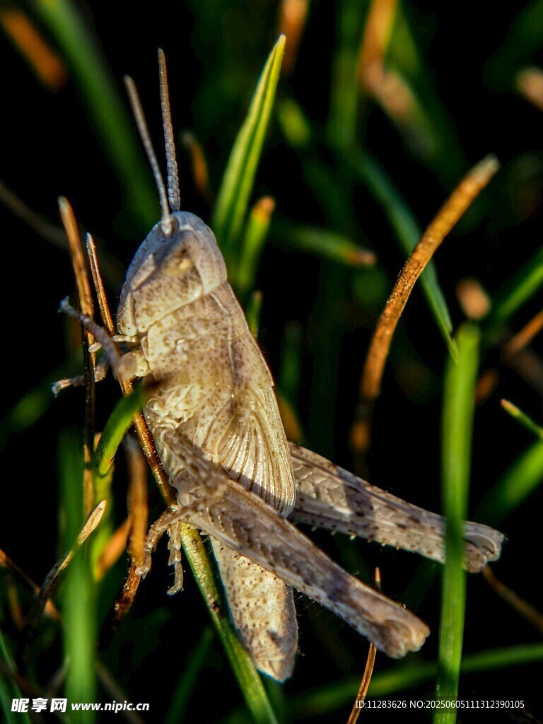 草丛中的灰褐色蚂蚱