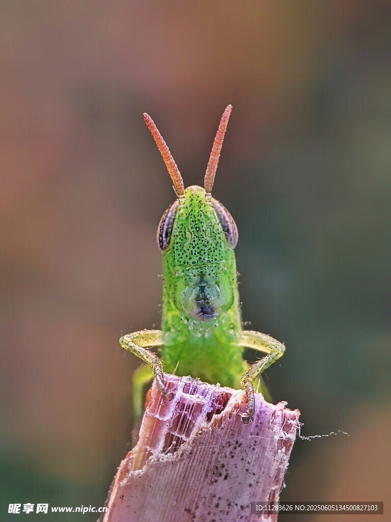 绿色蚱蜢特写