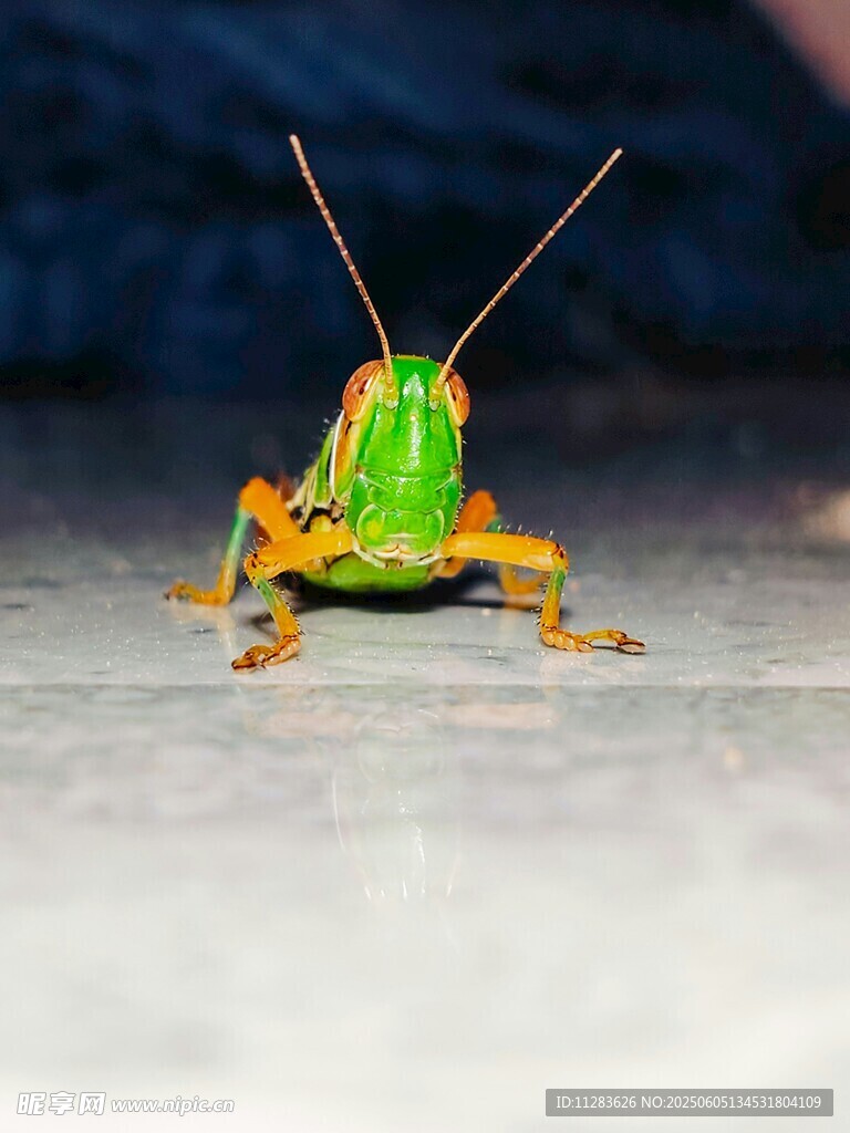 绿色蚂蚱特写