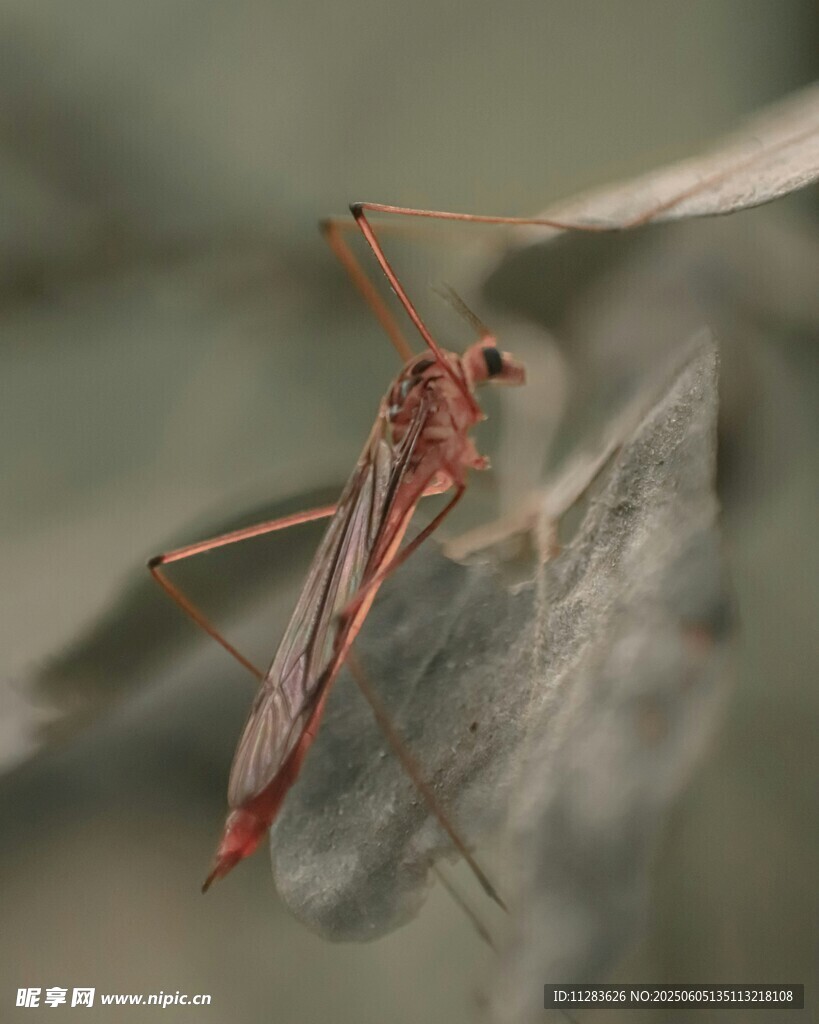 红腿昆虫栖息于叶片上