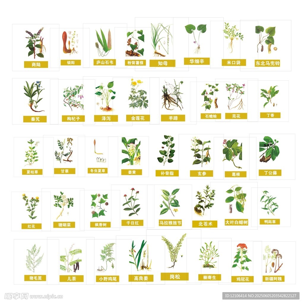 中药草本植物