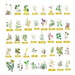 常见草药植物图示