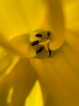 花蕊