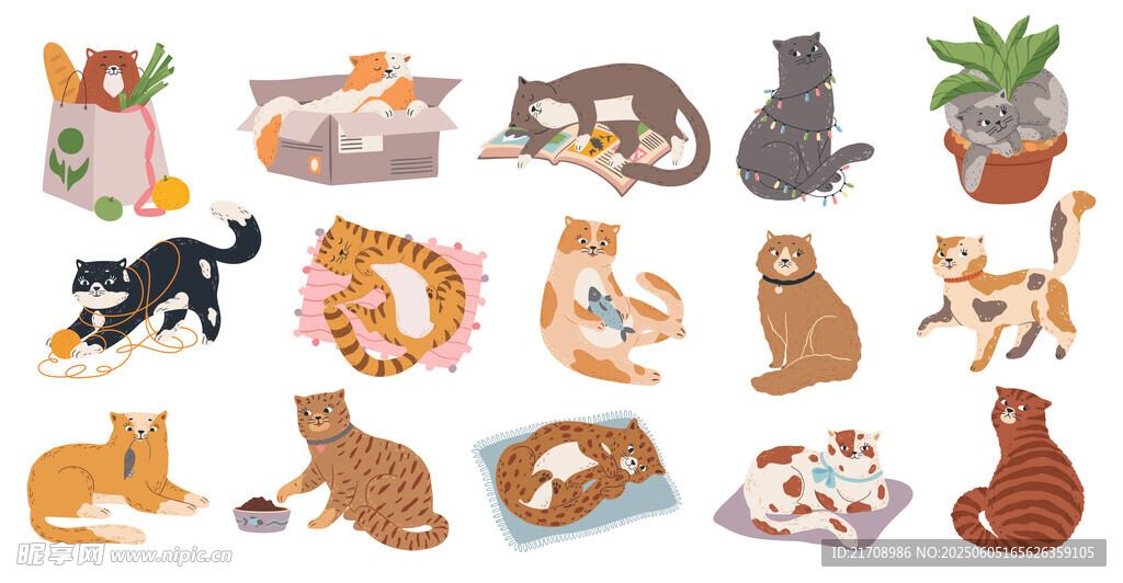 猫咪