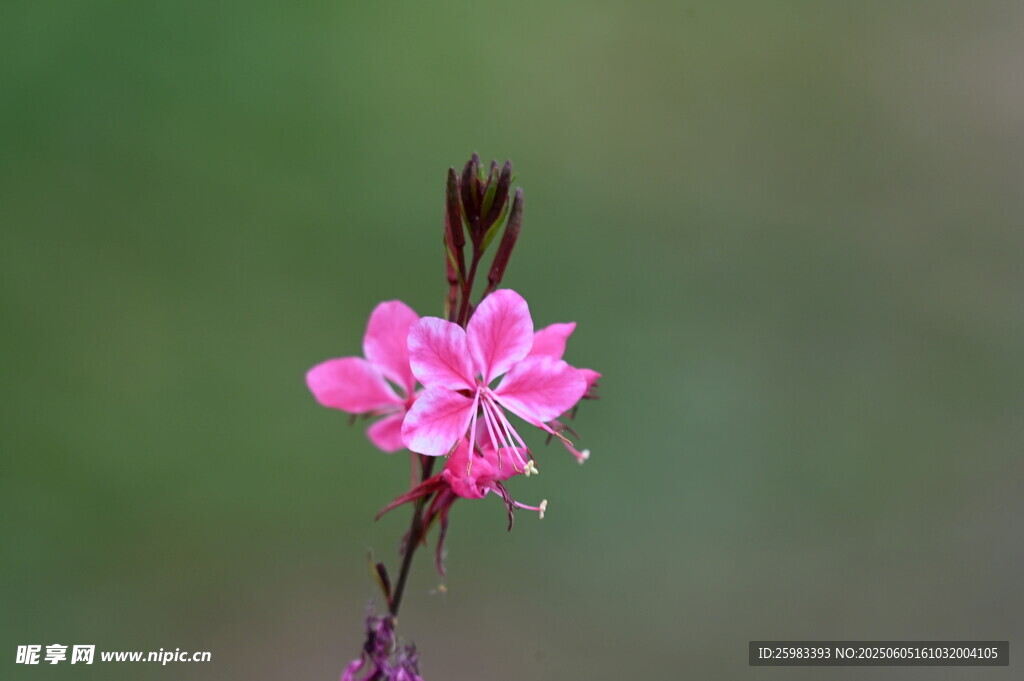 粉色小花