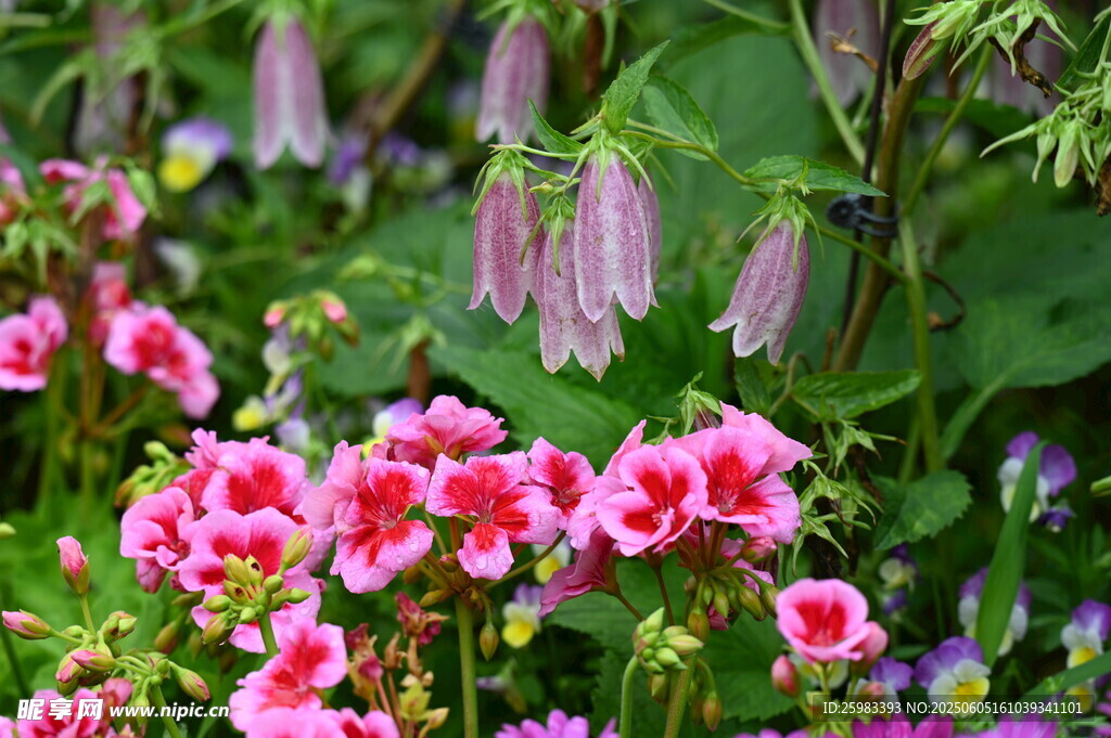 杜鹃花