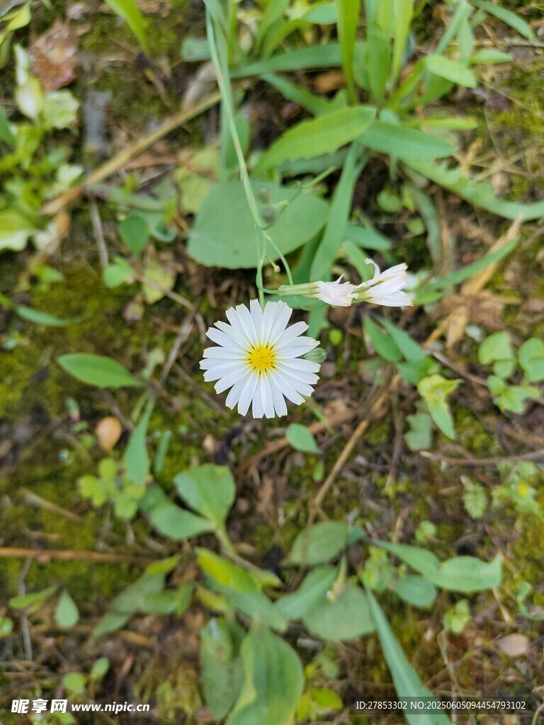 草地上的白色小雏菊
