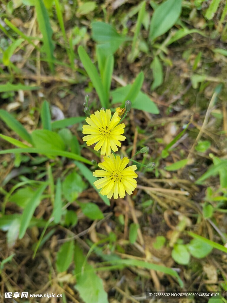 草地上的两朵黄色小花