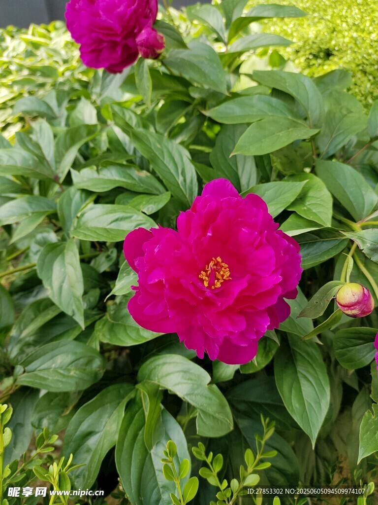 娇艳芍药绽放绿叶间