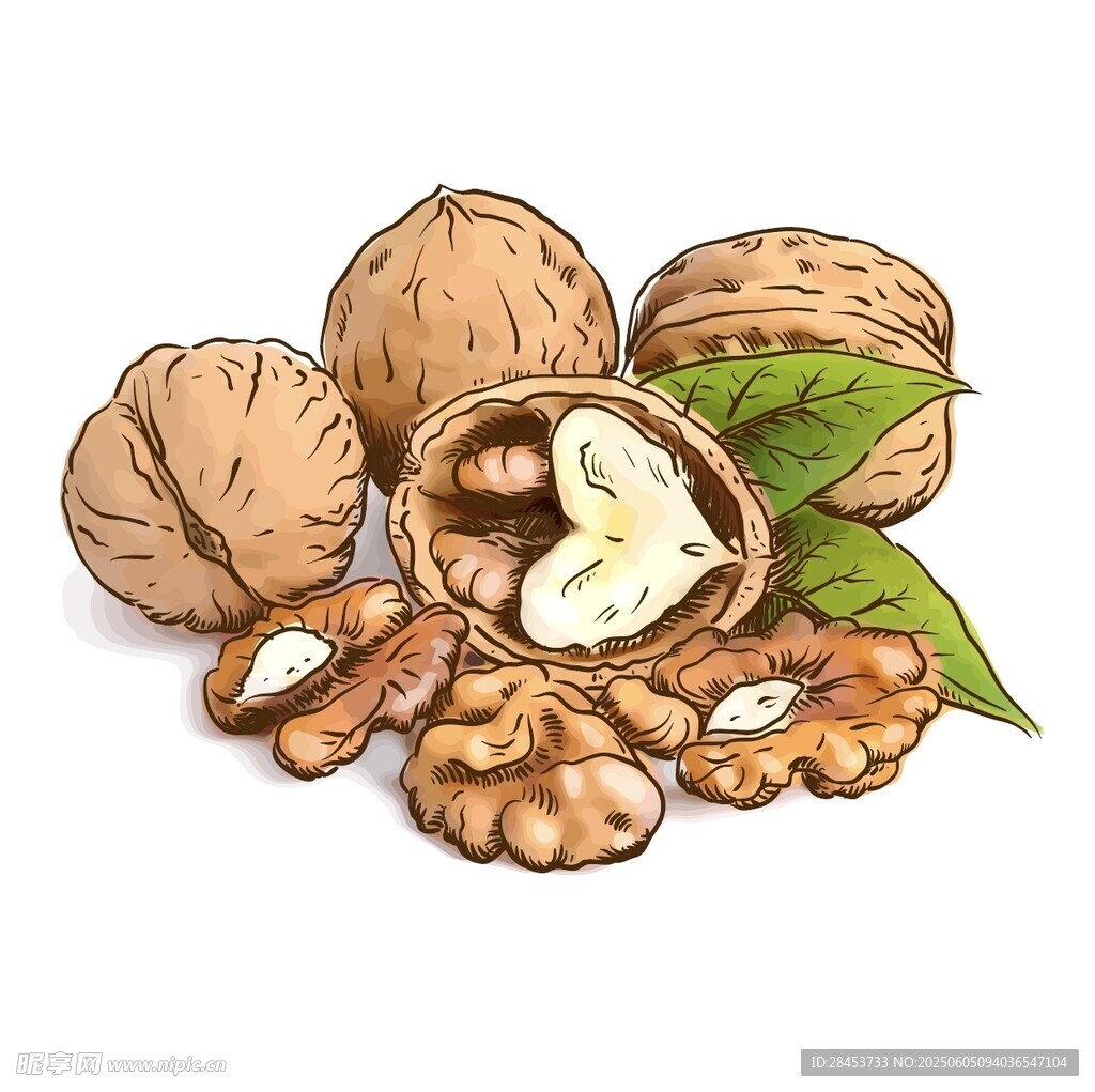 手绘核桃坚果插画