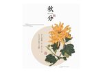 秋分时节绽放的金黄菊花