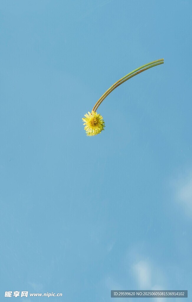 蓝天中摇曳的黄色小花