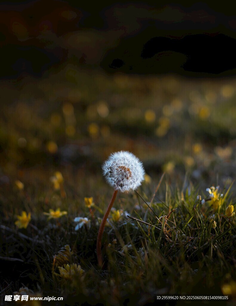 草地上的白色蒲公英