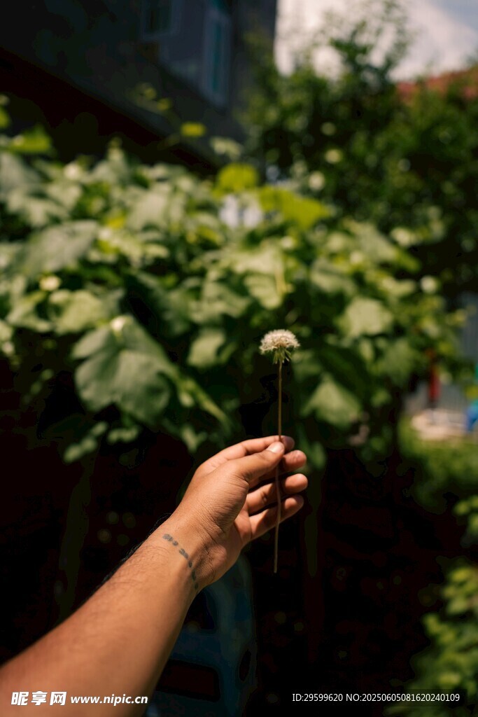 手擎蒲公英于绿植间
