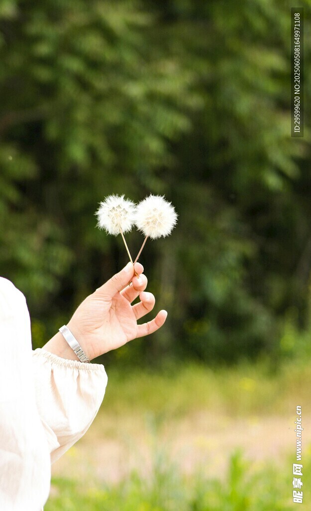 手持白花于绿意间