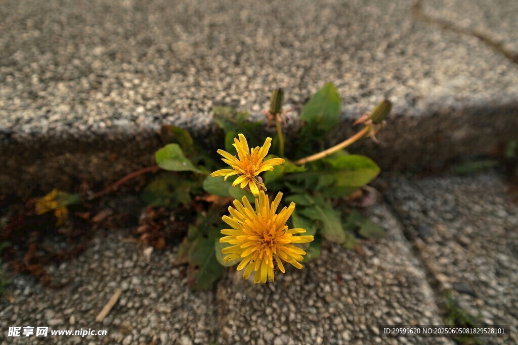 石缝中的灿烂小黄花