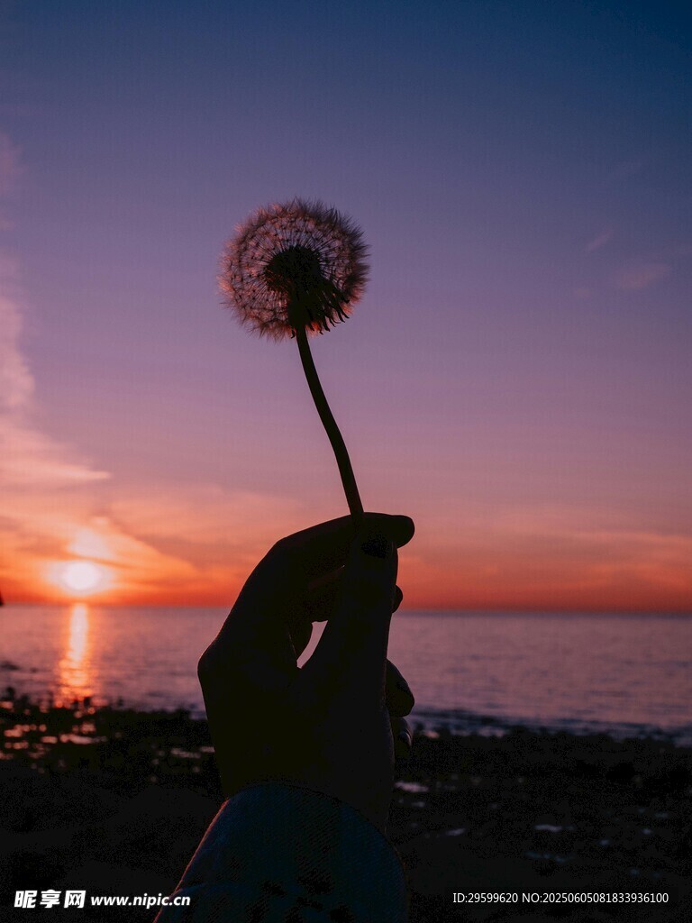 夕阳下手持蒲公英的美好瞬间