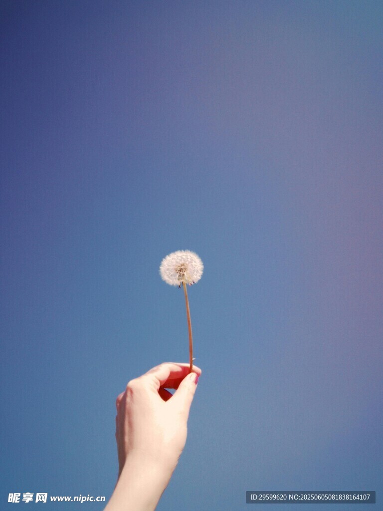 手托蒲公英于蓝天之下