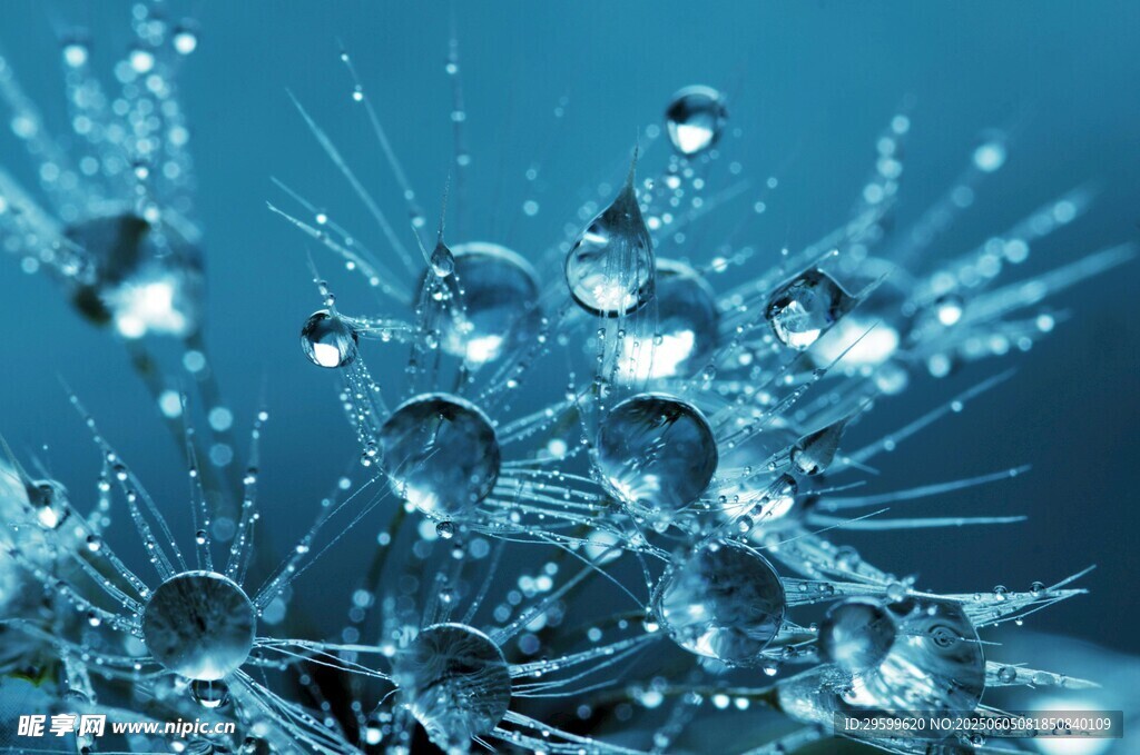 晶莹水珠装点蓝色背景