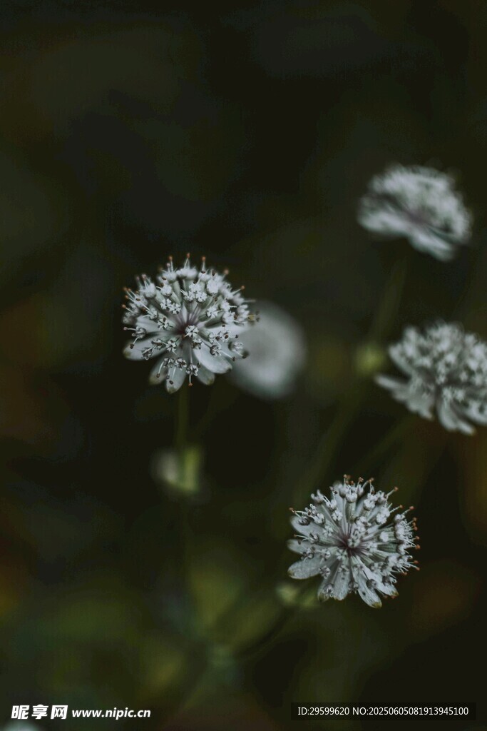 白色小花特写