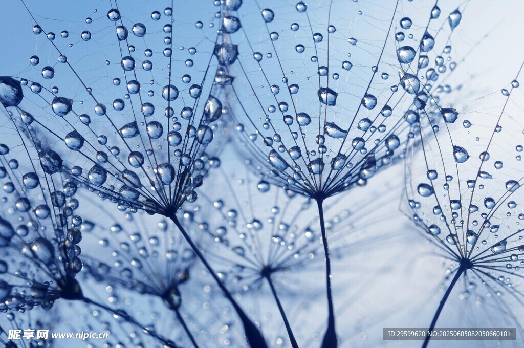 水滴中的梦幻蒲公英