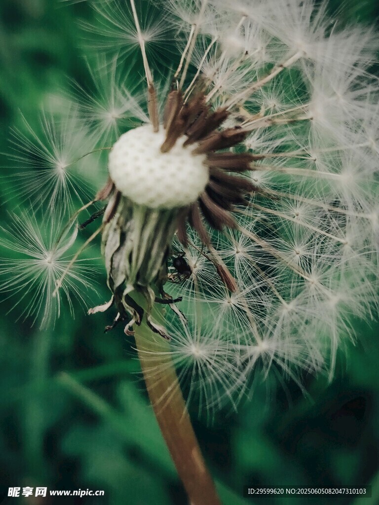 蒲公英 