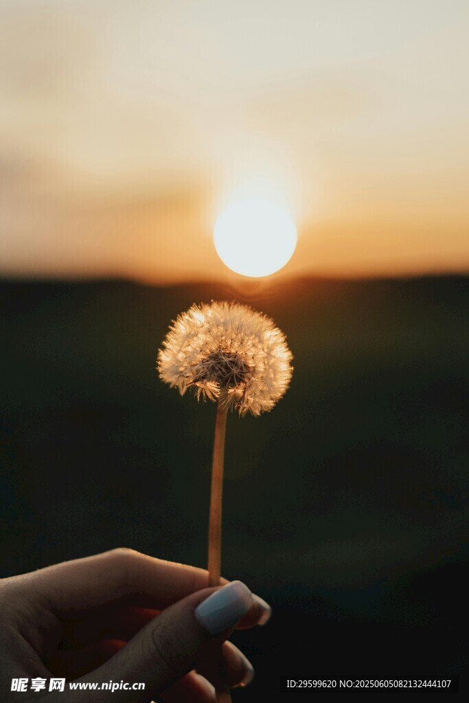 夕阳下手中的蒲公英