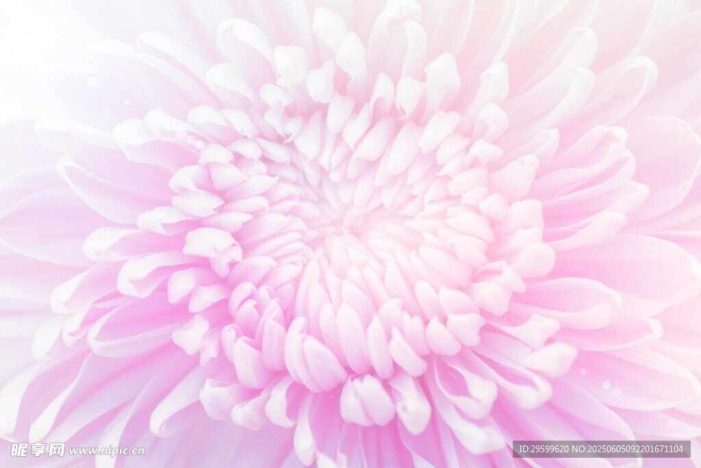 梦幻粉色菊花特写