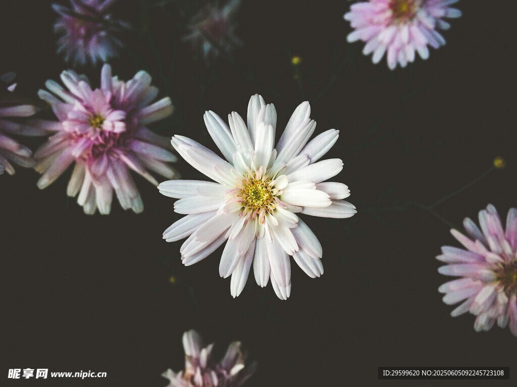 空中绽放的美丽小雏菊