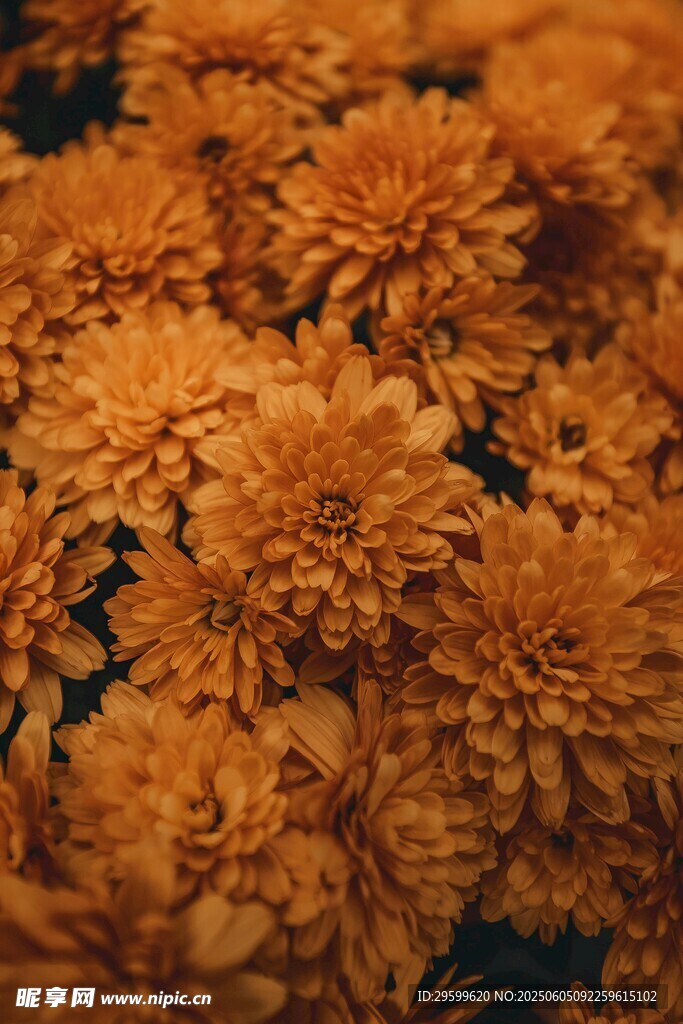 橙色菊花绽放