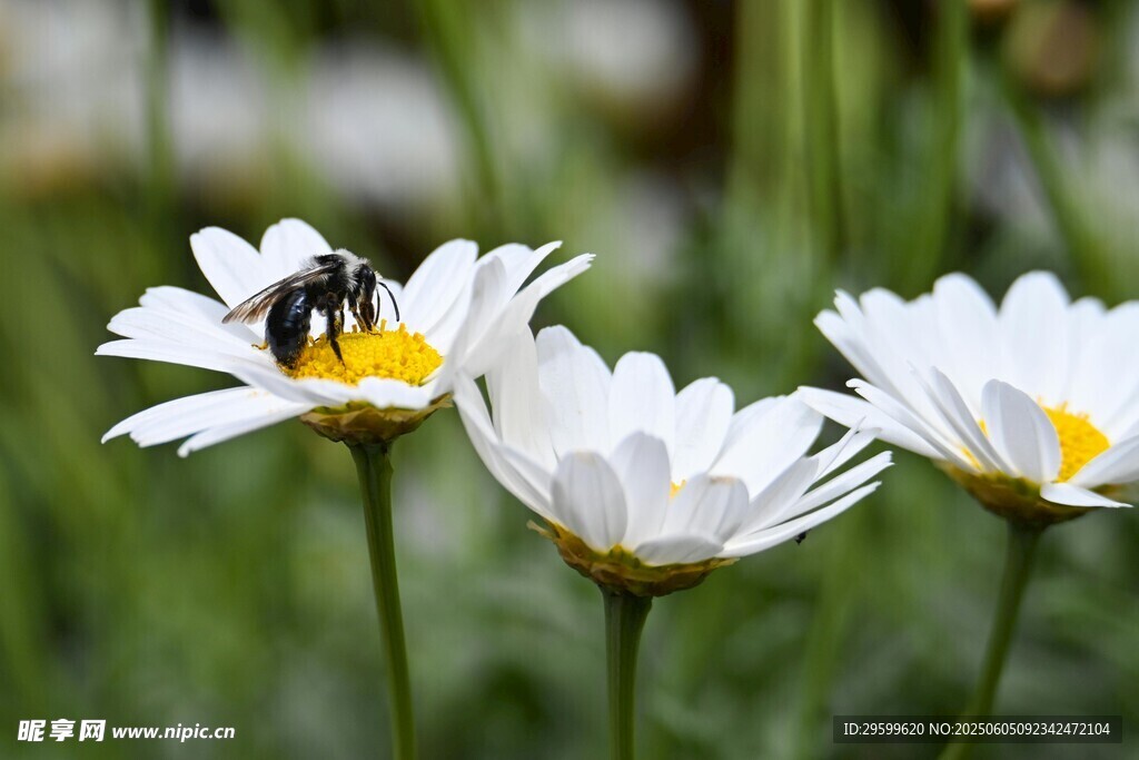 蜜蜂采蜜于白色雏菊间
