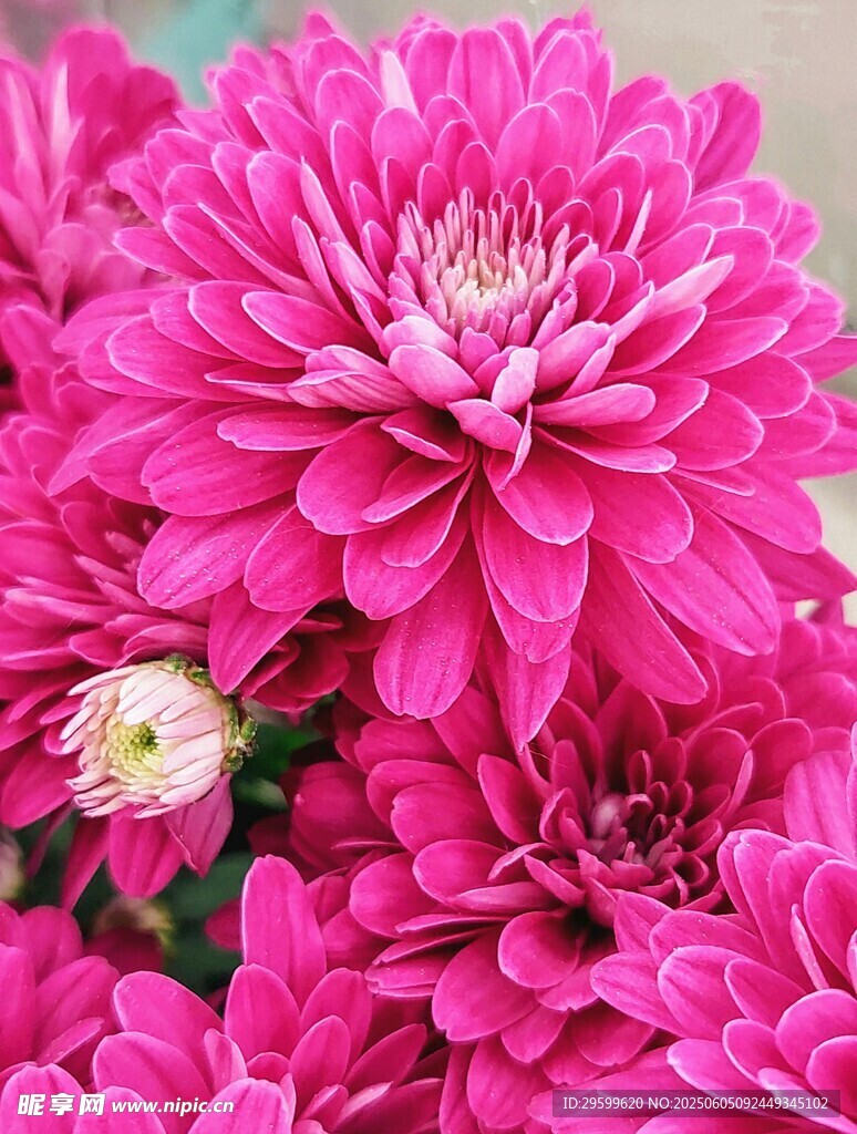 艳丽粉色菊花绽放