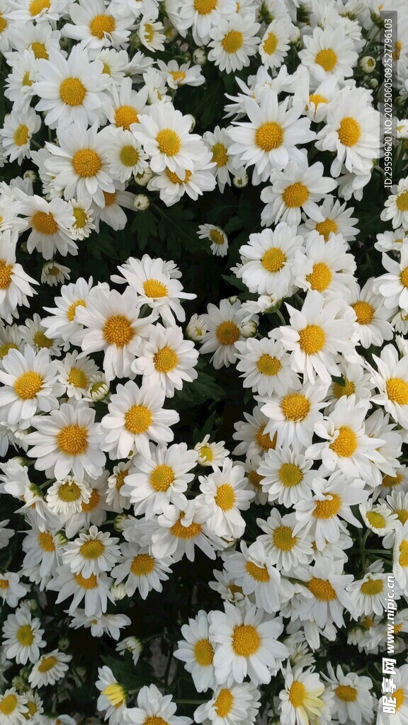 白色雏菊特写