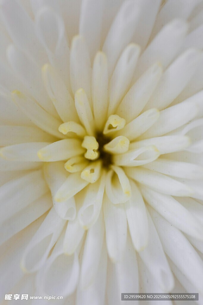 白色菊花特写