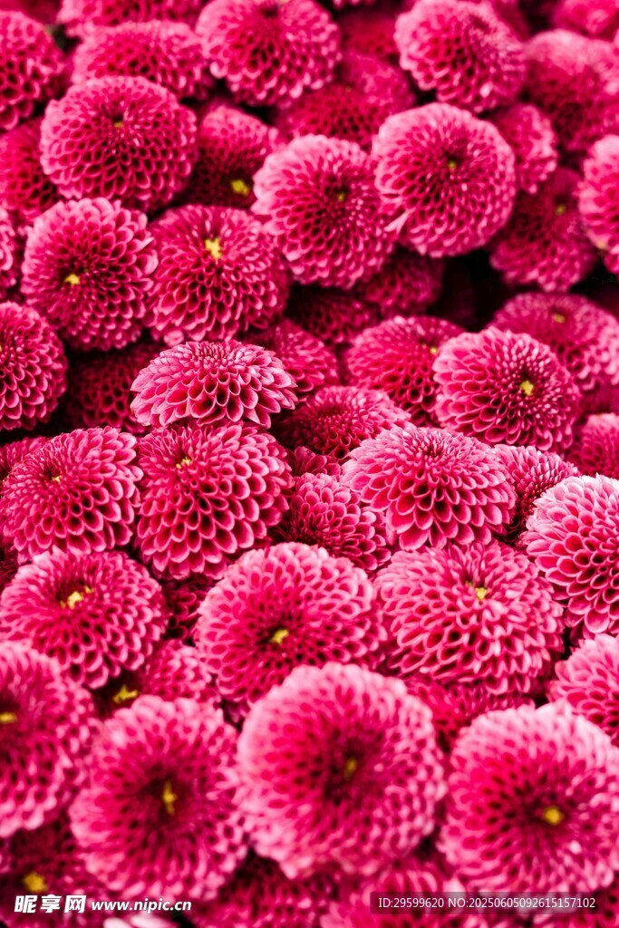 艳丽粉色菊花密集绽放