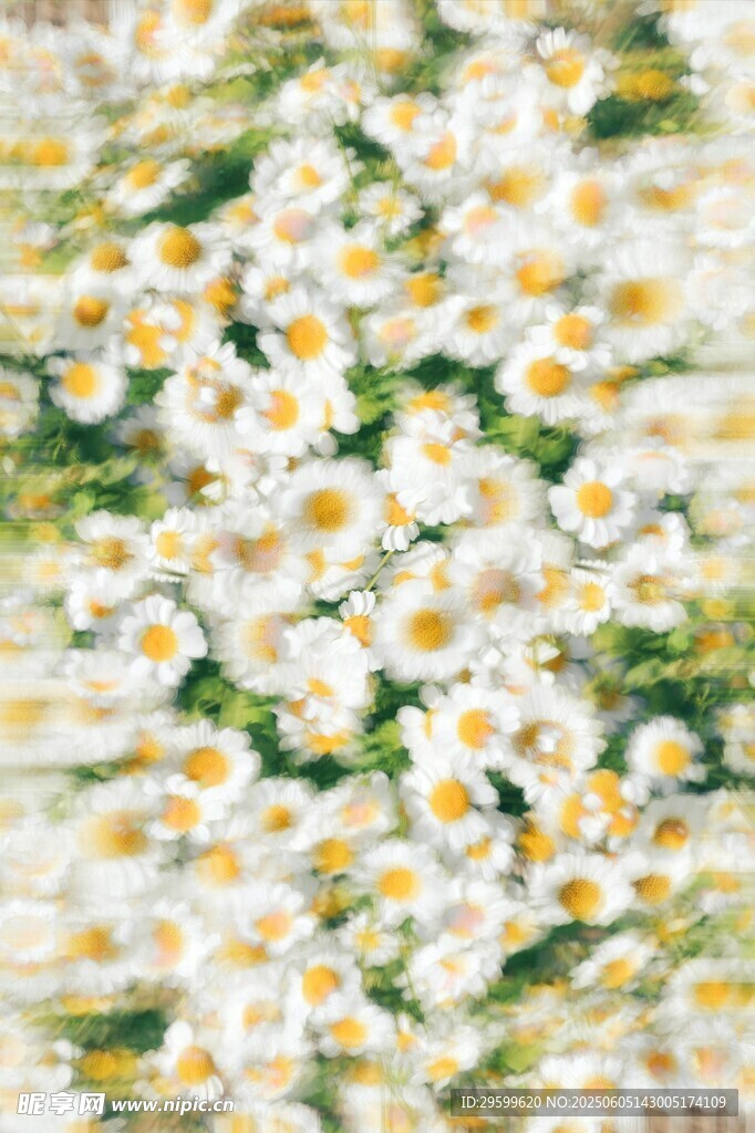 清新雏菊水彩花卉图案