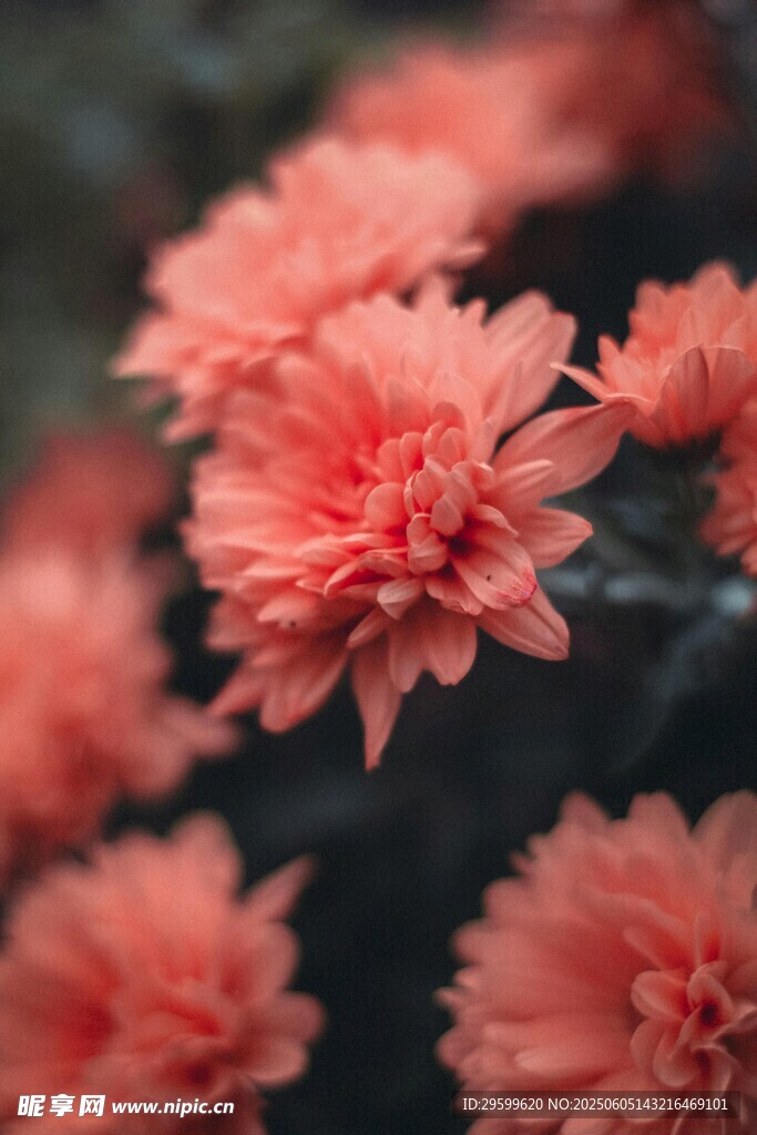 粉色菊花绽放