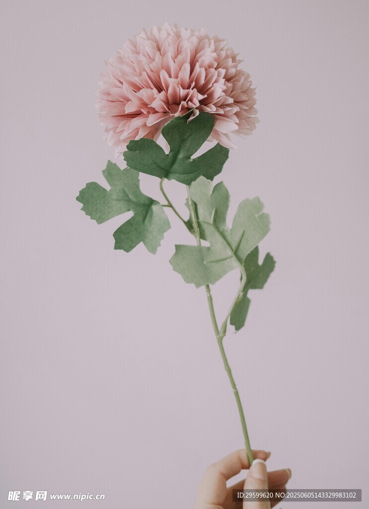手捧粉色花朵清新画面