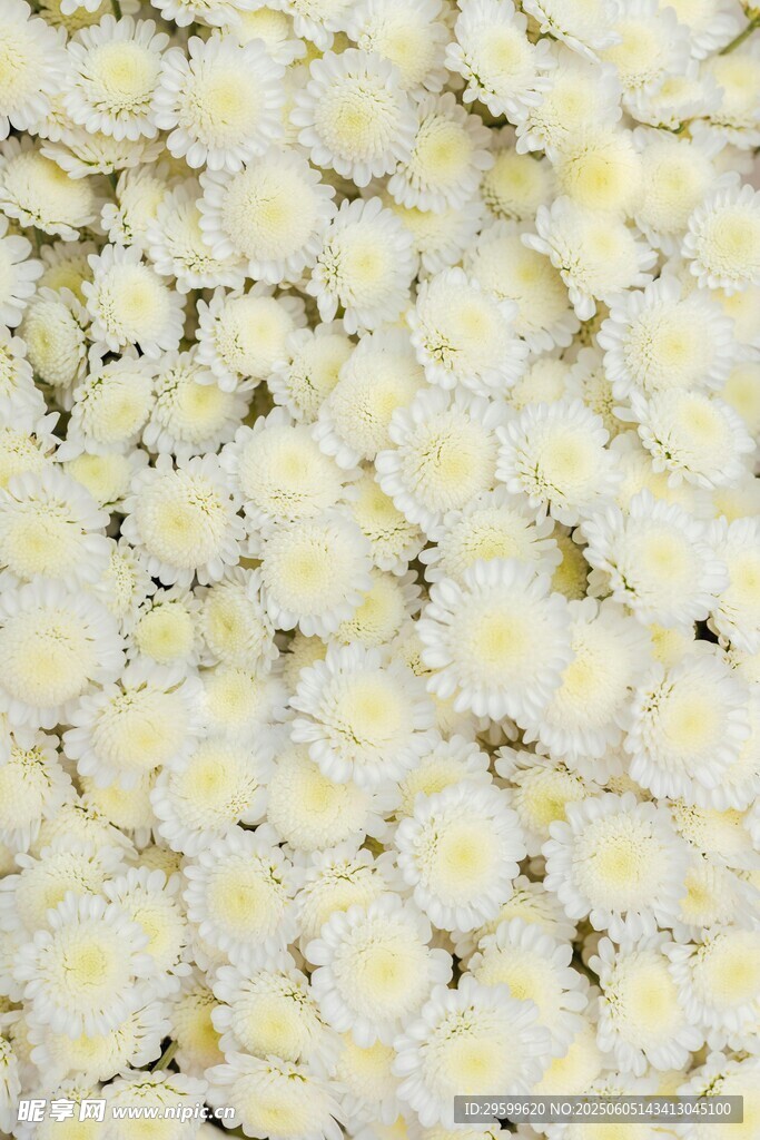 白色菊花密集绽放