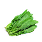 新鲜嫩绿菠菜一束