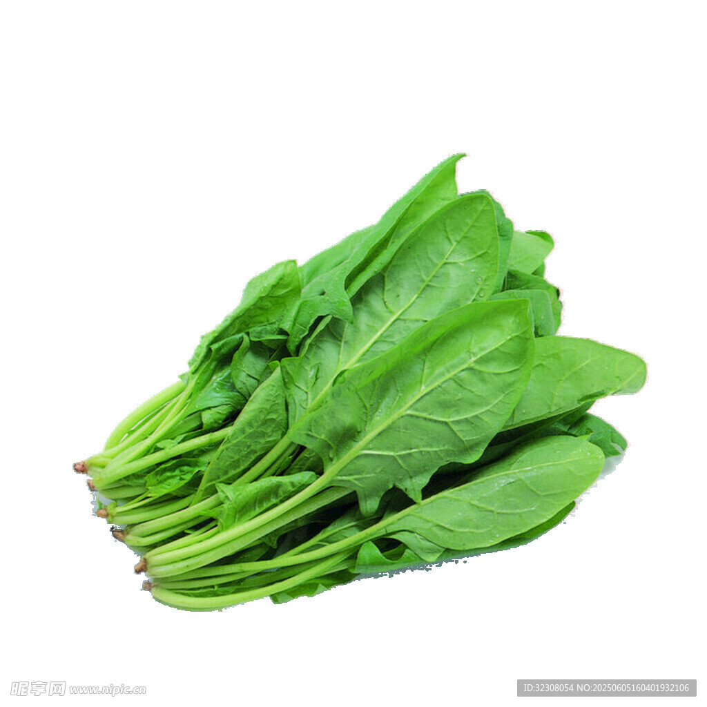 新鲜嫩绿菠菜一束