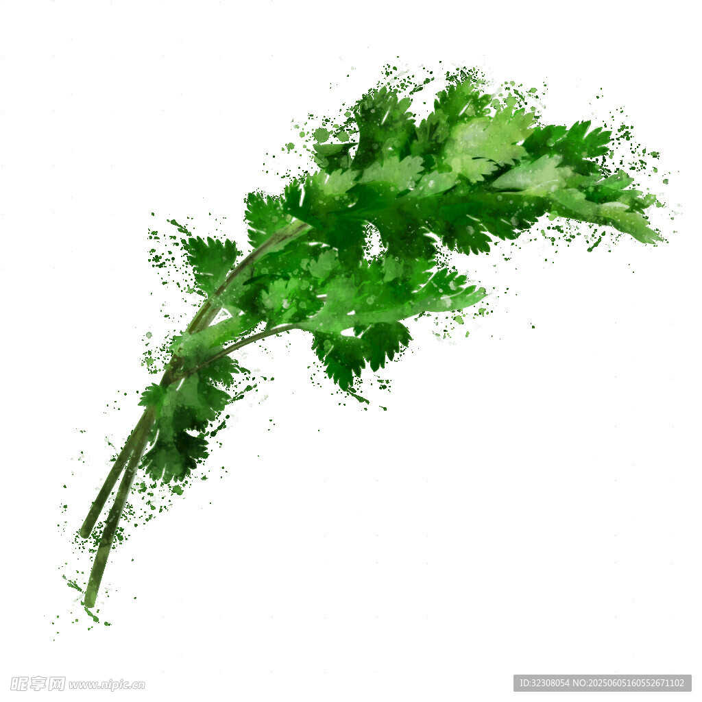 新鲜欧芹枝叶