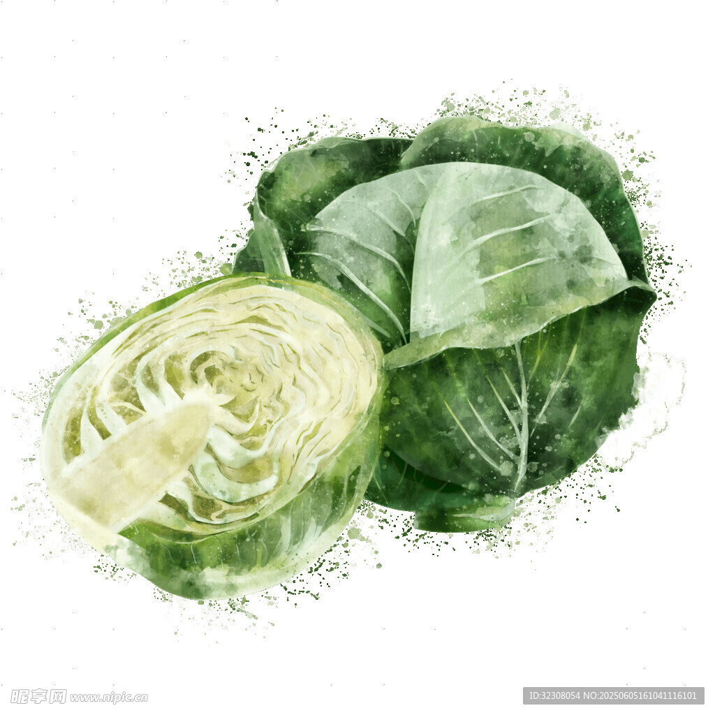 水彩绘卷心菜