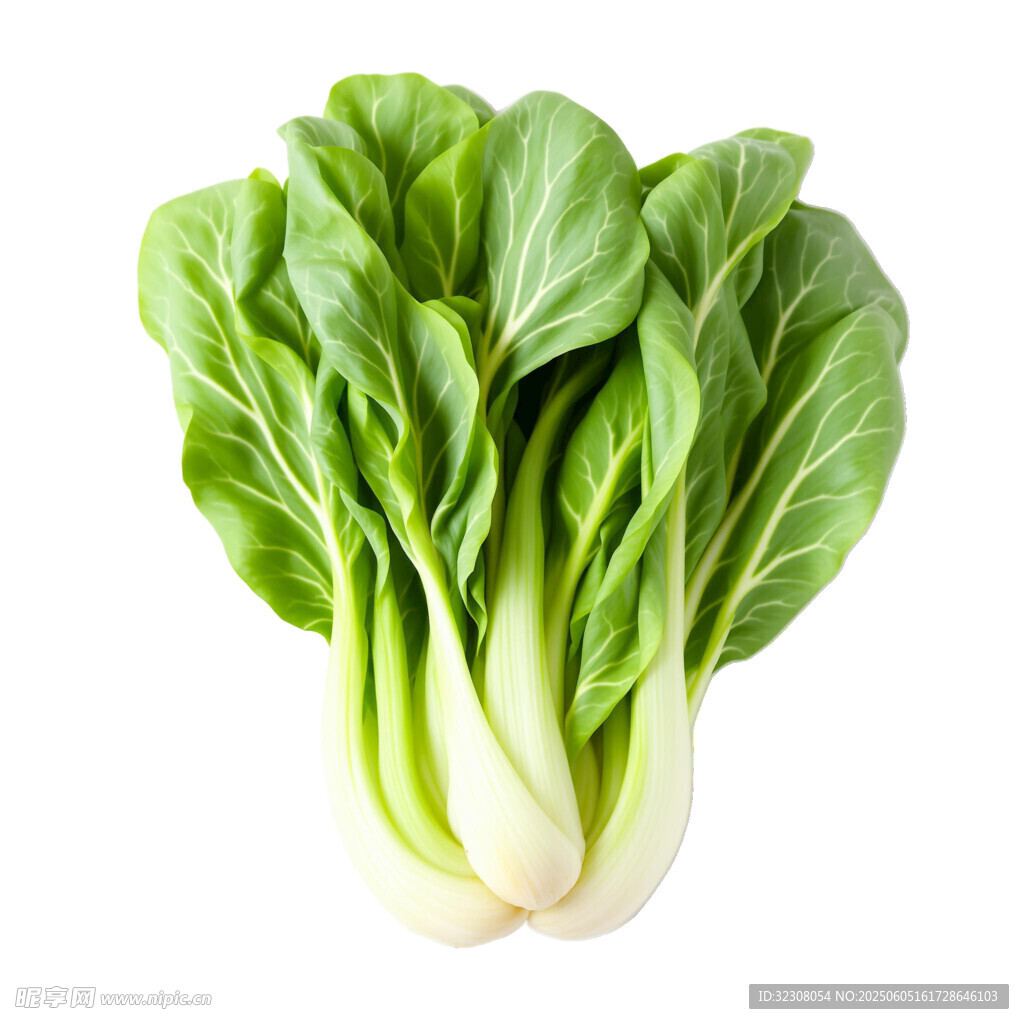 新鲜小白菜
