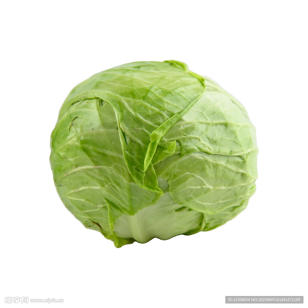 新鲜圆白菜