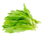 新鲜油麦菜
